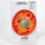 Animal Cell Model